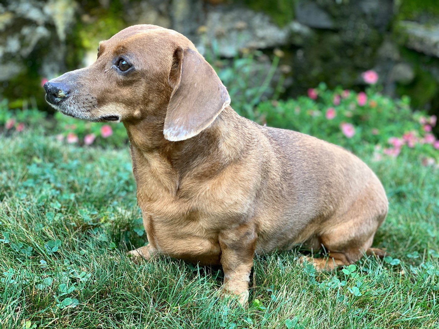 Berry-Insurance-Pet-Insurance-Dachshund