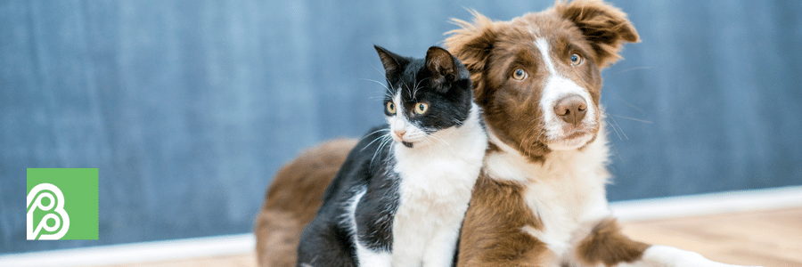 Does Homeowners Insurance Cover Animals