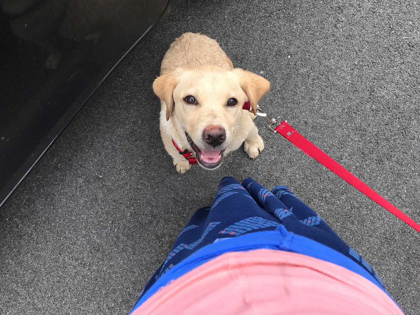Personal-Umbrella-Insurance-Dog-Bites