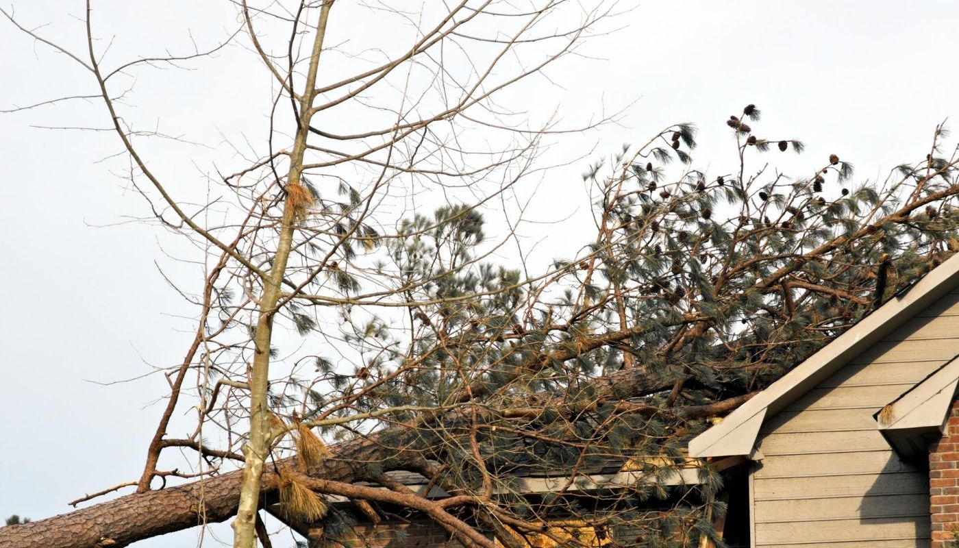 Tree-Falls-Whose-Insurance-Pays