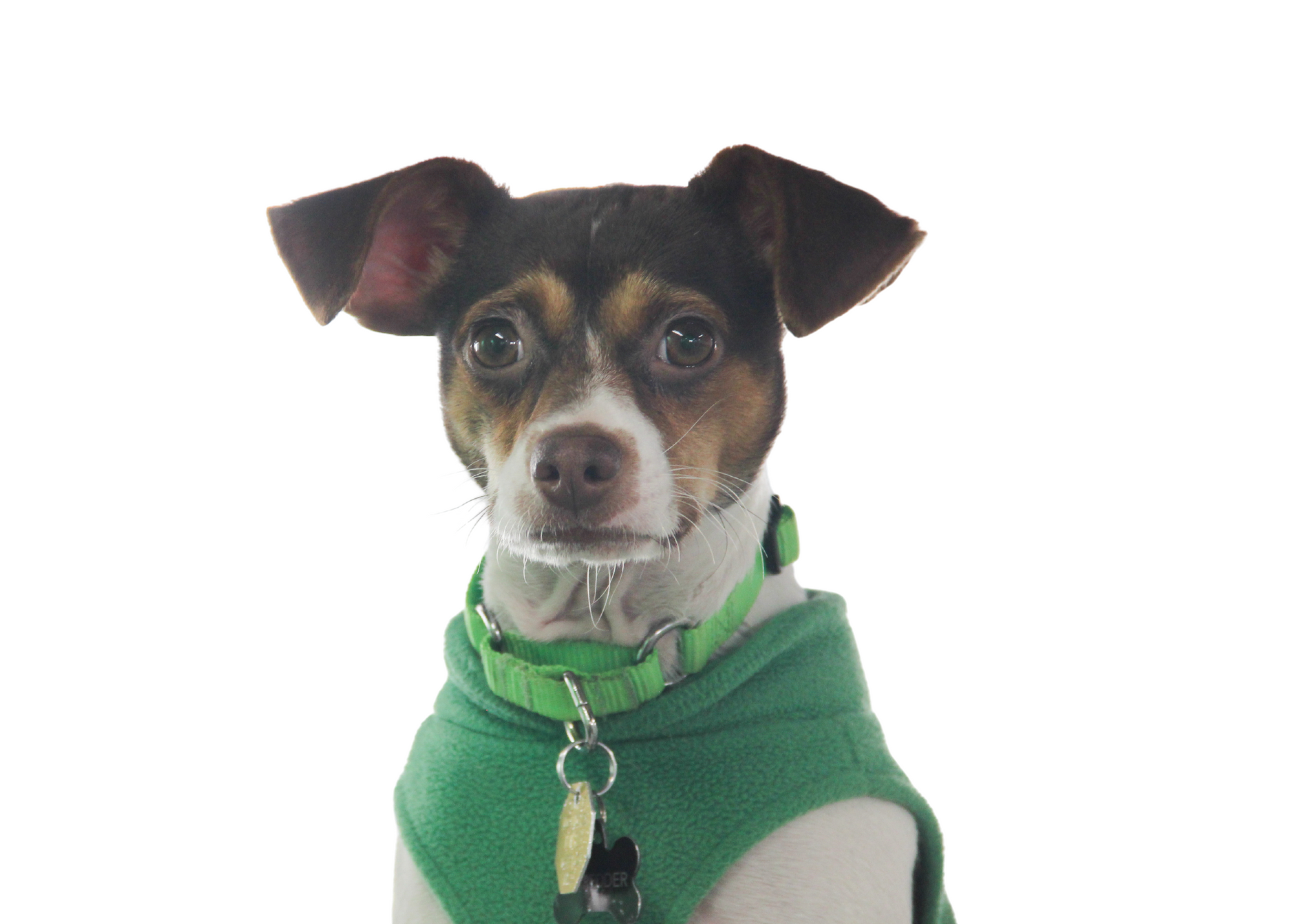 Shredder-Berry-Insurance-dog