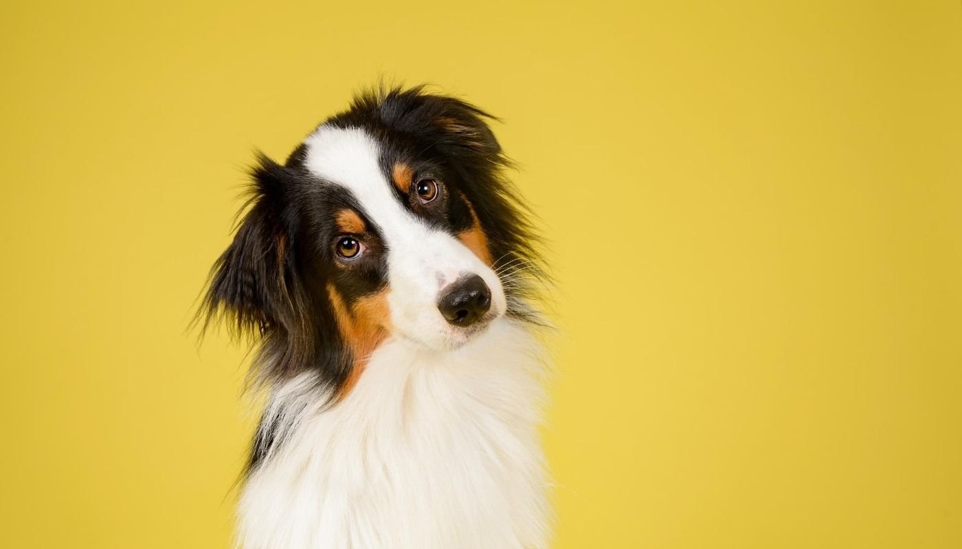 What-Pet-Insurance