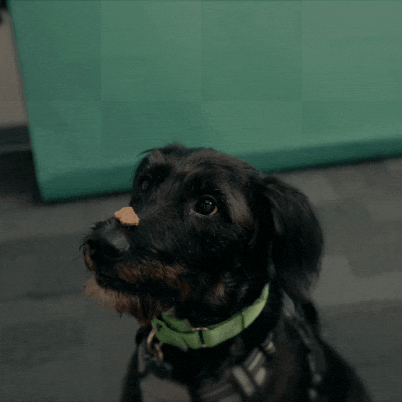 rider gif