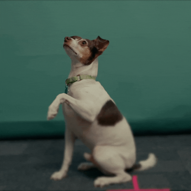 shredder gif 2