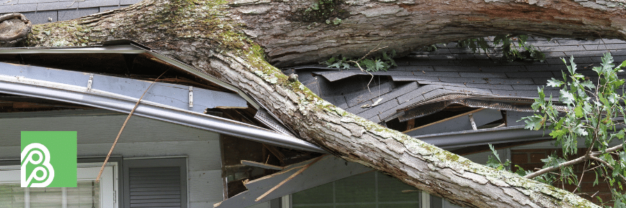 If a Tree Falls on my Car/House, Whose Insurance Pays?
