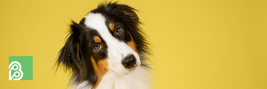 What is Pet Insurance and How Does it Work?