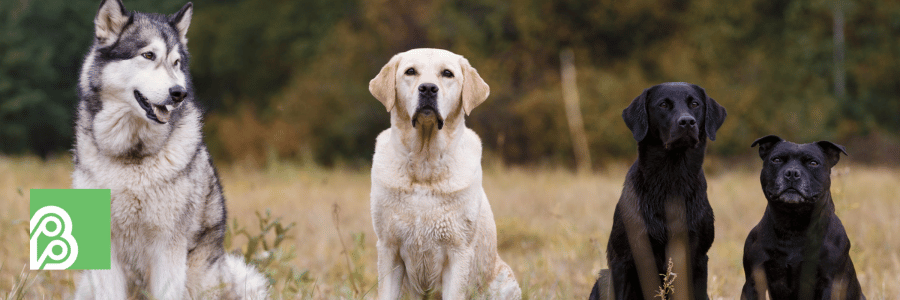 Should Insurance Companies Stop Restricting Dog Breeds?
